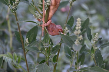 Chameleons on green plant. It is a reptile animal. It is an animal of the  Chamaeleonidae family....