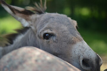 Fototapeta premium Beautiful eyes of a donkey