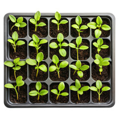 A grid of young green plants sprouting from dark soil in small trays, showcasing vibrant leaves and healthy growth.