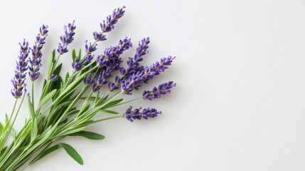 Fototapeta premium Lavender Bouquet: A captivating bouquet of lavender, vibrant purple blooms, and lush green stems, evoking a sense of natural beauty and tranquility, positioned against a bright backdrop.