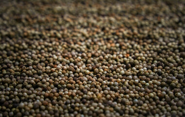 Top View of Coriander Seed or Dhania Seed Heap, Also Known as Chinese Parsley or Cilantro