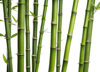Fototapeta premium Bamboo Stalks isolated on a transparent background.