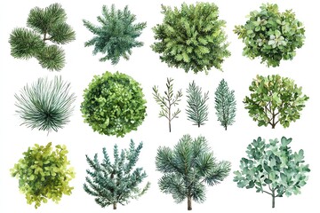 Watercolor Assortment of Evergreen and Deciduous Trees on White