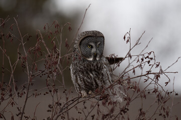 Great Gray in a Bush
