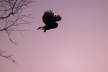 Ural owl flight at sunset, pink sky