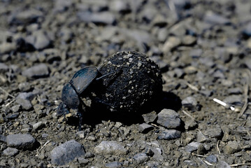 Dung beetle and dung ball