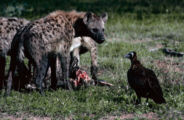 hyena and hooded vulture