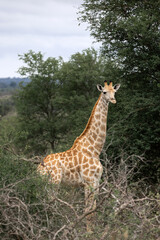 Obraz premium Giraffe in forest, South Africa. Kruger National Park, safari, animal in natural habitat, wildlife