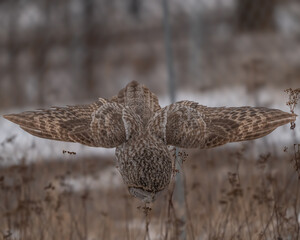 Nose Dive to its Prey
