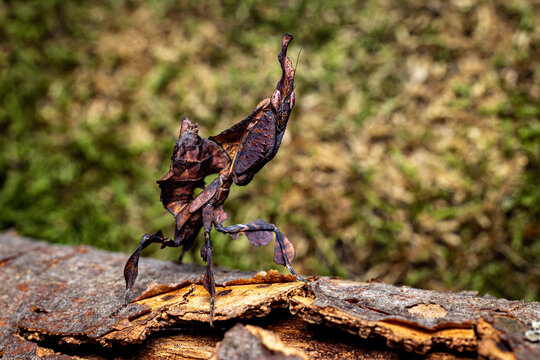 a ghost mantis in the wild

