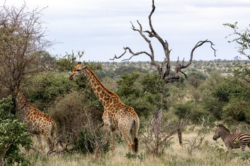 Two giraffes and a zebra walk on the African savannah. Wild animals in their natural habitat. Safari Tour, Kruger National Park, South Africa.