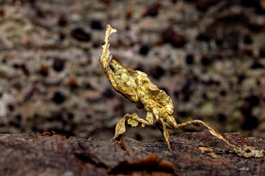a ghost mantis in the wild
