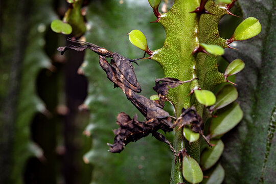 a ghost mantis in the wild
