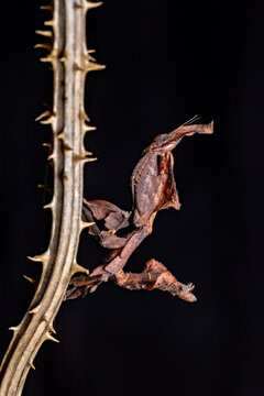 a ghost mantis in the wild
