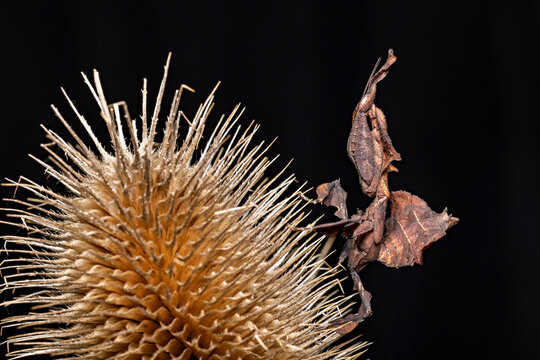 a ghost mantis in the wild

