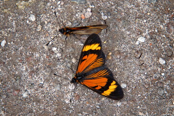 Butterflies with orange wings on the ground at Lake Cuicocha, outside of Otavalo, Ecuador