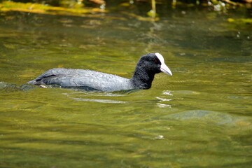 American coot (Fulica americana) swimming in Lake Cuicocha, outside of Otavalo, Ecuador