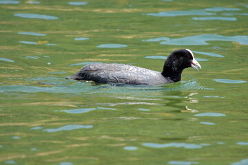 American coot (Fulica americana) swimming in Lake Cuicocha, outside of Otavalo, Ecuador