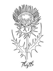 Thistle wild flower line art drawing. Medical, cosmetic, culinary herb. Vector black ink sketch isolated