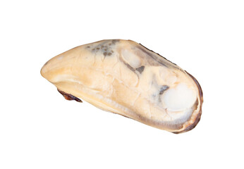 Side view of one cooked green mussels meat isolated with clipping path in png file format