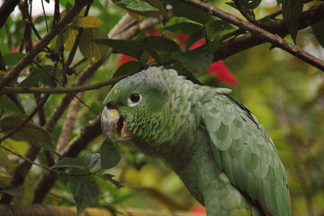 Obraz premium Close up of a southern mealy parrot (Amazona farinosa) at the Hallan Waterfall in Naop, Ecuador