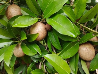 green sapodilla cluster on a tree