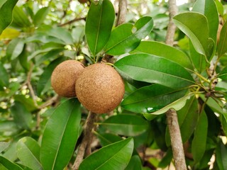 green sapodilla cluster on a tree