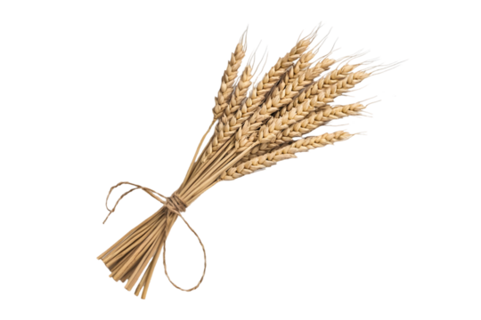 A bundle of wheat stalks tied together with twine on a black background