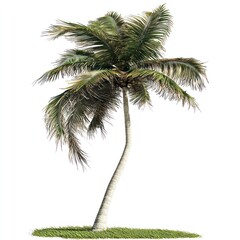 Fototapeta premium Beachside palm tree swaying in the wind, isolated from background