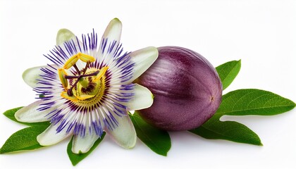 passiflora passionflower isolated from background