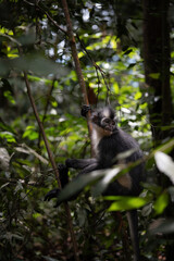 Thomas Langur Monkey sitting in tree in Sumatra
