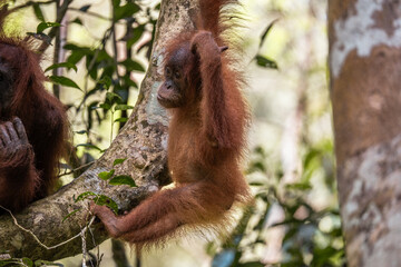 Orang-Utan Baby hanging in tree