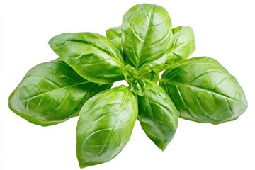 A vibrant bunch of basil leaves with deep green color, isolated on a transparent background.