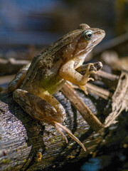 A frog with vivid green eyes rests on a log, basking in the sunlight. The surrounding environment suggests a natural habitat with water and forest elements.