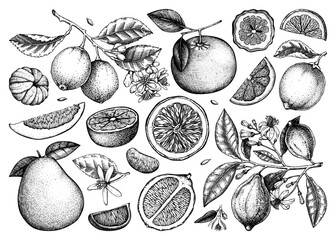 Citrus fruit hand-drawn vector illustrations. Healthy food sketches. Summer design element. NOT AI generated