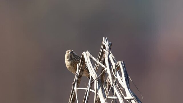 A common linnet sits on the dry plant perpendicular to the camera lens with a grey background with copyspace on a sunny spring day.