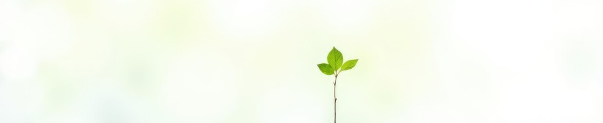 Small isolated plant leaf on white background, , nature, botanical