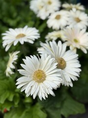 Fototapeta premium White gerber daisies blooming in a garden 