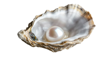 sea shell on white background