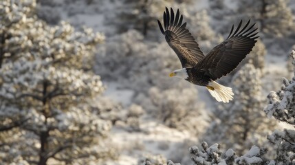 Fototapeta premium A majestic bald eagle soaring over a preserved national park, representing wildlife conservation generative ai