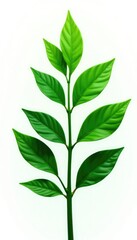 Fototapeta premium Green leafy plant isolated on white background, green, foliage