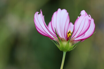 Obraz premium Cosmos Flower in Sunlight