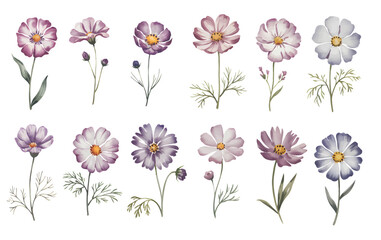 Watercolor set of cosmos flowers, hand drawn floral illustration isolated on white background.