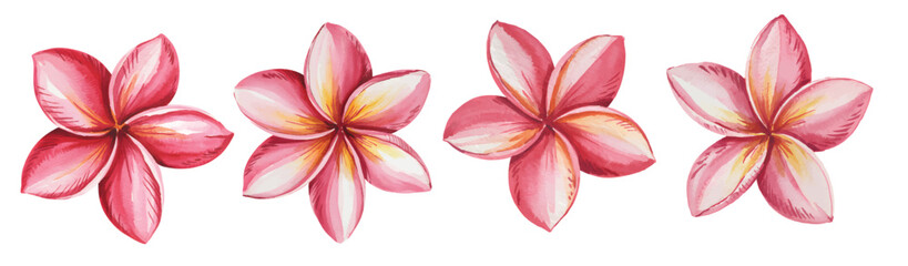 Hand-drawn watercolor plumeria flowers painting. Plumeria flowers vector illustration.