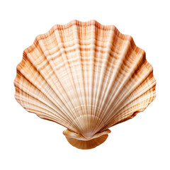 Seashell Image Download on transparent background