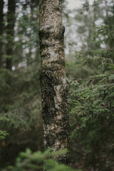 Textured Tree Surface