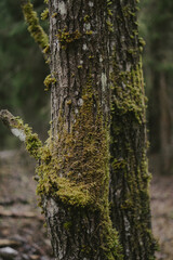 Fototapeta premium Green Forest Background
