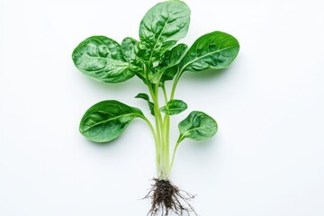 Fototapeta premium Young basil seedling growing on a white background