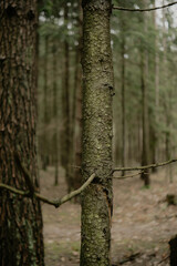Forest Tree Texture