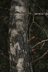 Wild Forest Trees photo